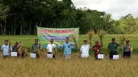 Serap Gabah Petani, Dandim 0730/GK Panen Raya